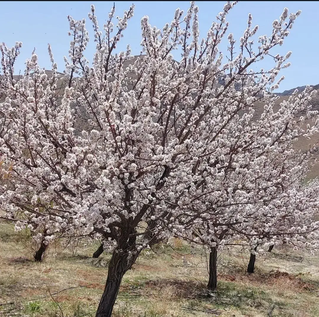 فروش باغ|فروش خانه و ویلا|چادگان, |دیوار