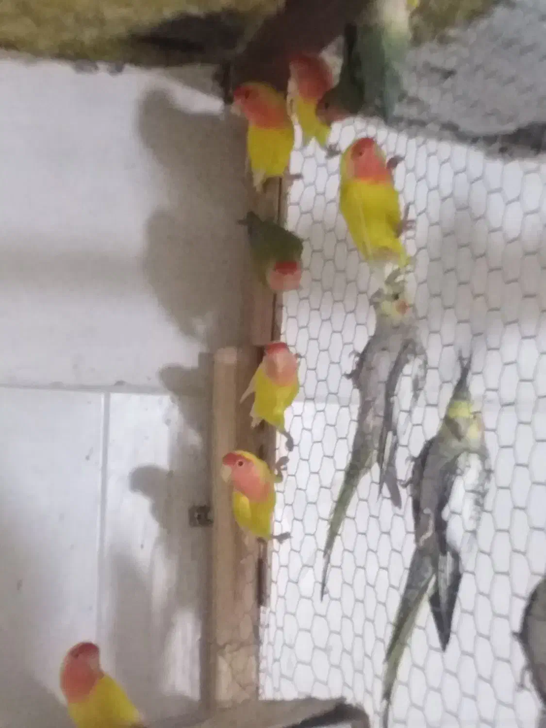 عروس هلندی|پرنده|برازجان, |دیوار