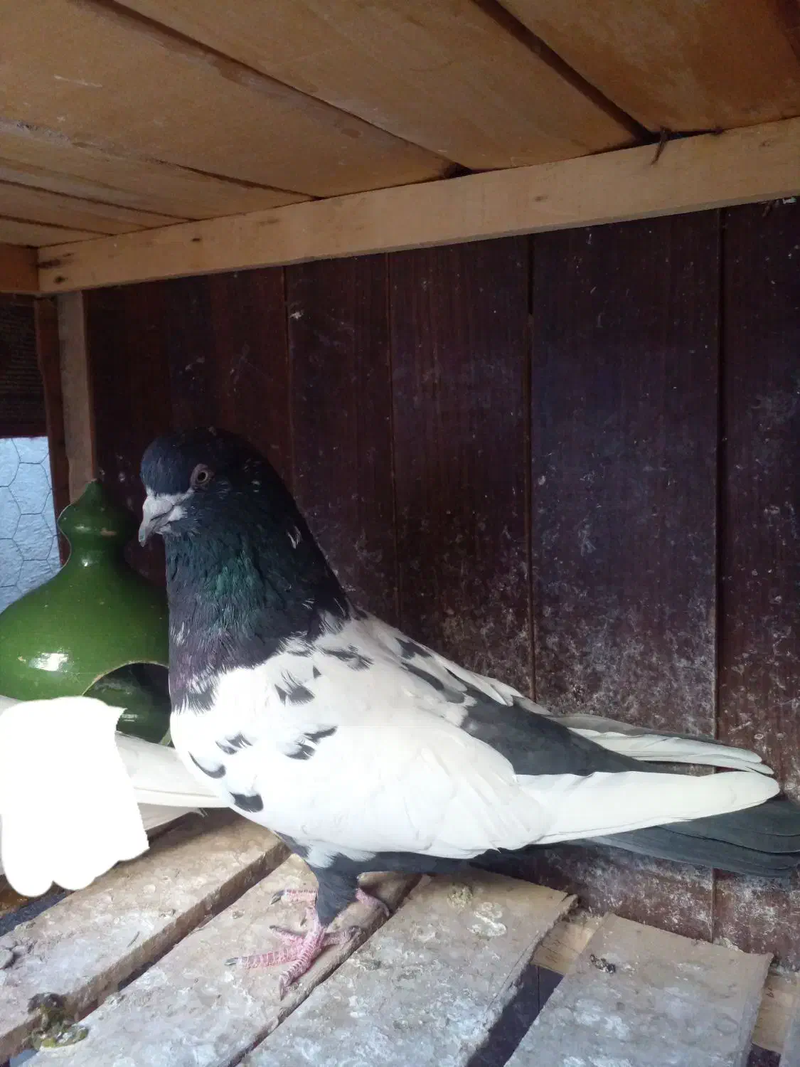 کفتر نر|پرنده|قم, نخودی|دیوار