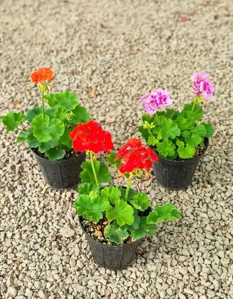 گل شمعدونی همه رنگ|گل و گیاه طبیعی|ری, علایین|دیوار