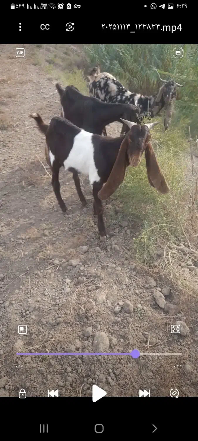 فروش نر بزغاله کاموری|حیوانات مزرعه|گنبد کاووس, |دیوار