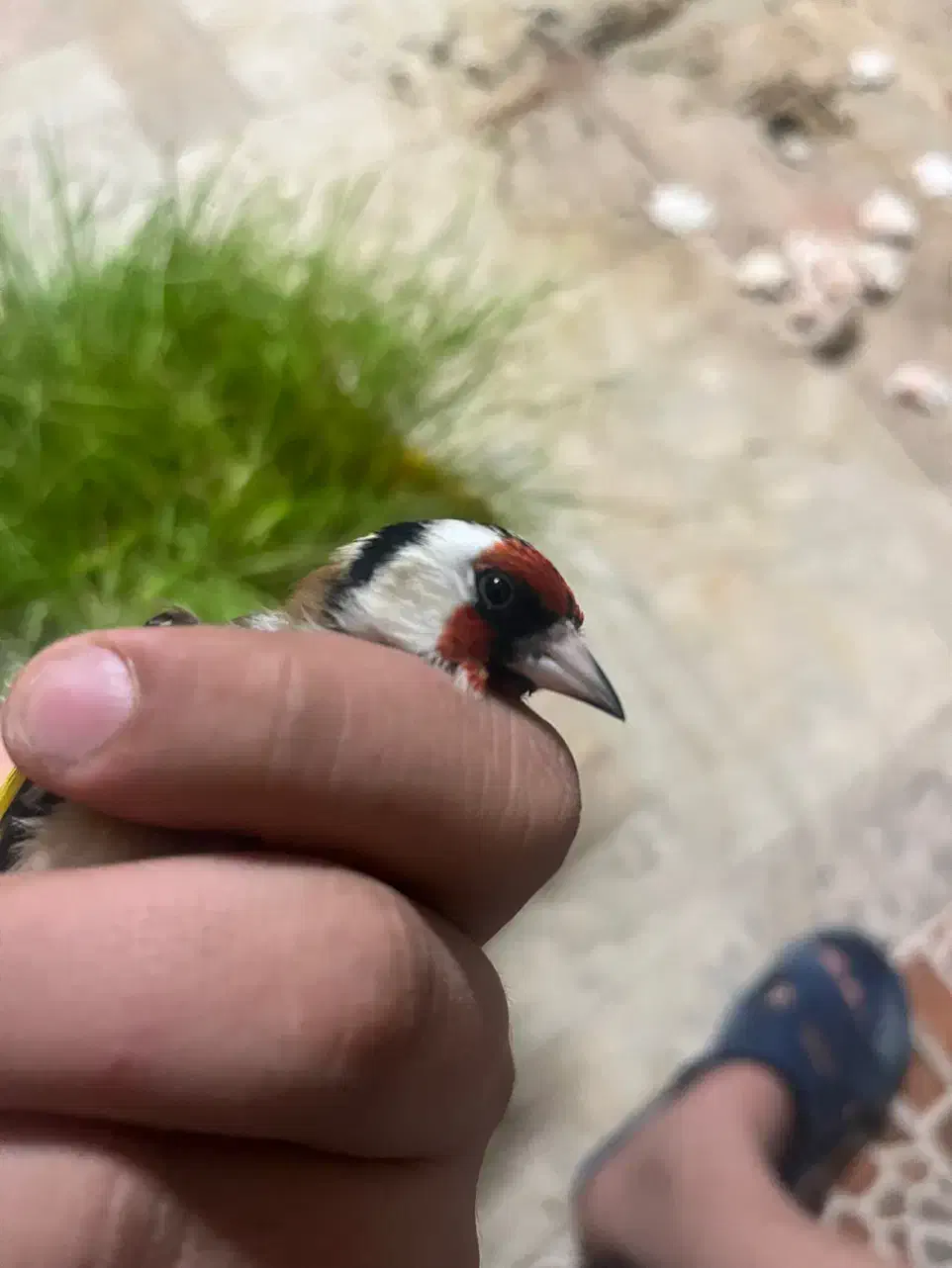 دوتاسهره نر|پرنده|تهران, گلستان (شهرک راه آهن)|دیوار