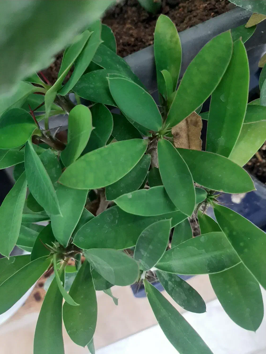 همه گل ها سرحال وشاد هستند|گل و گیاه طبیعی|آبیک, |دیوار