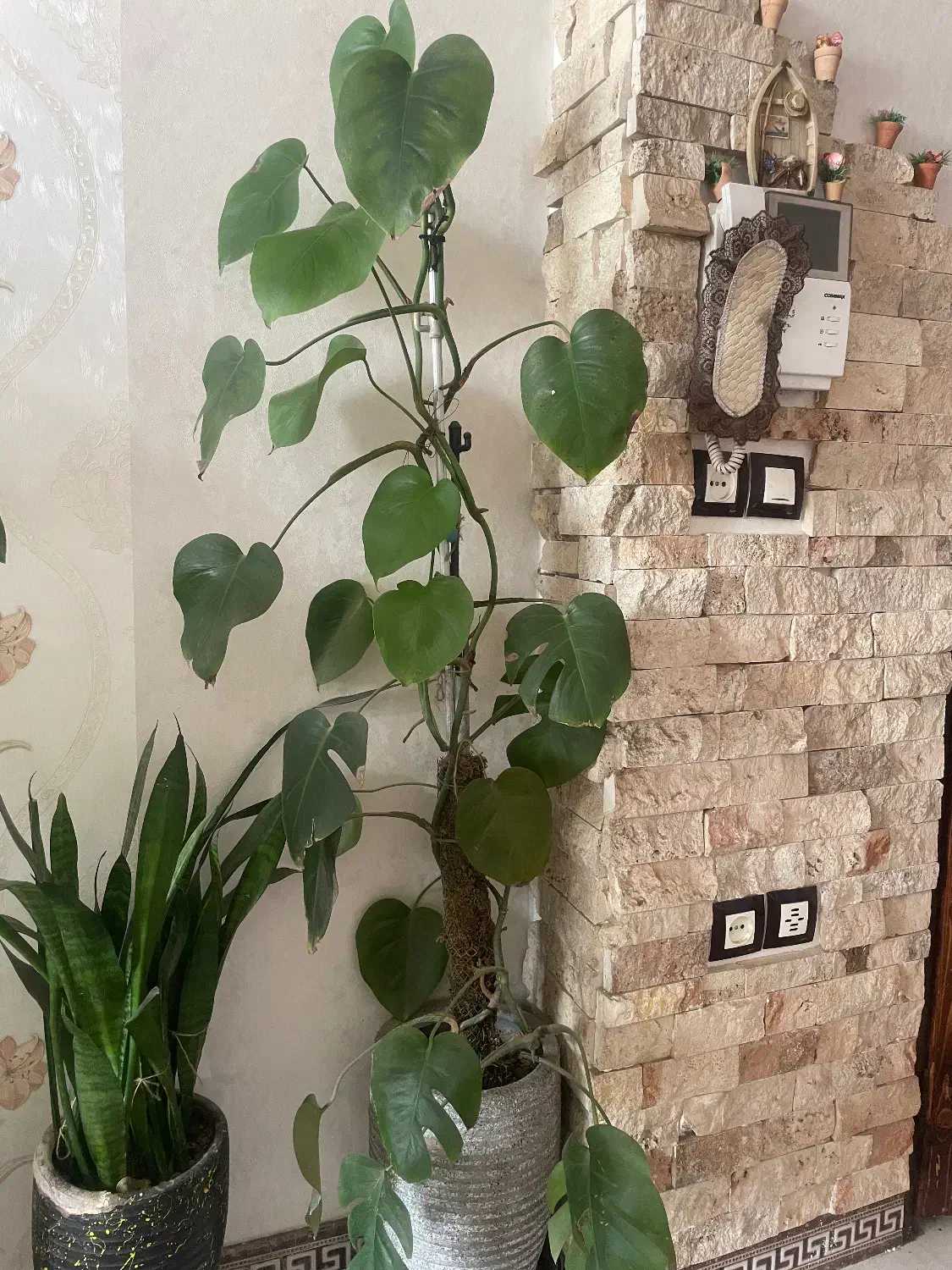 گل آپارتمانی گلدونی|گل و گیاه طبیعی|کرج, کمالشهر|دیوار