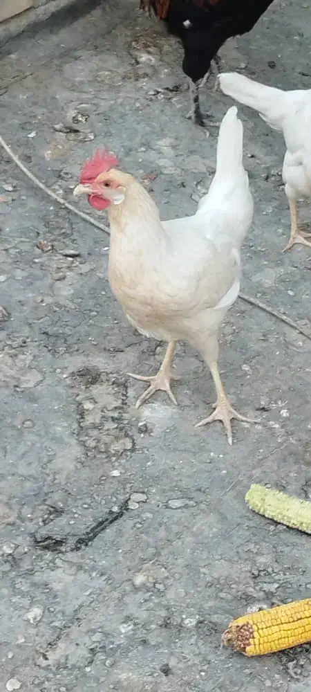 خروس گلین مرغ تخمگذار|حیوانات مزرعه|حمیدیه, |دیوار