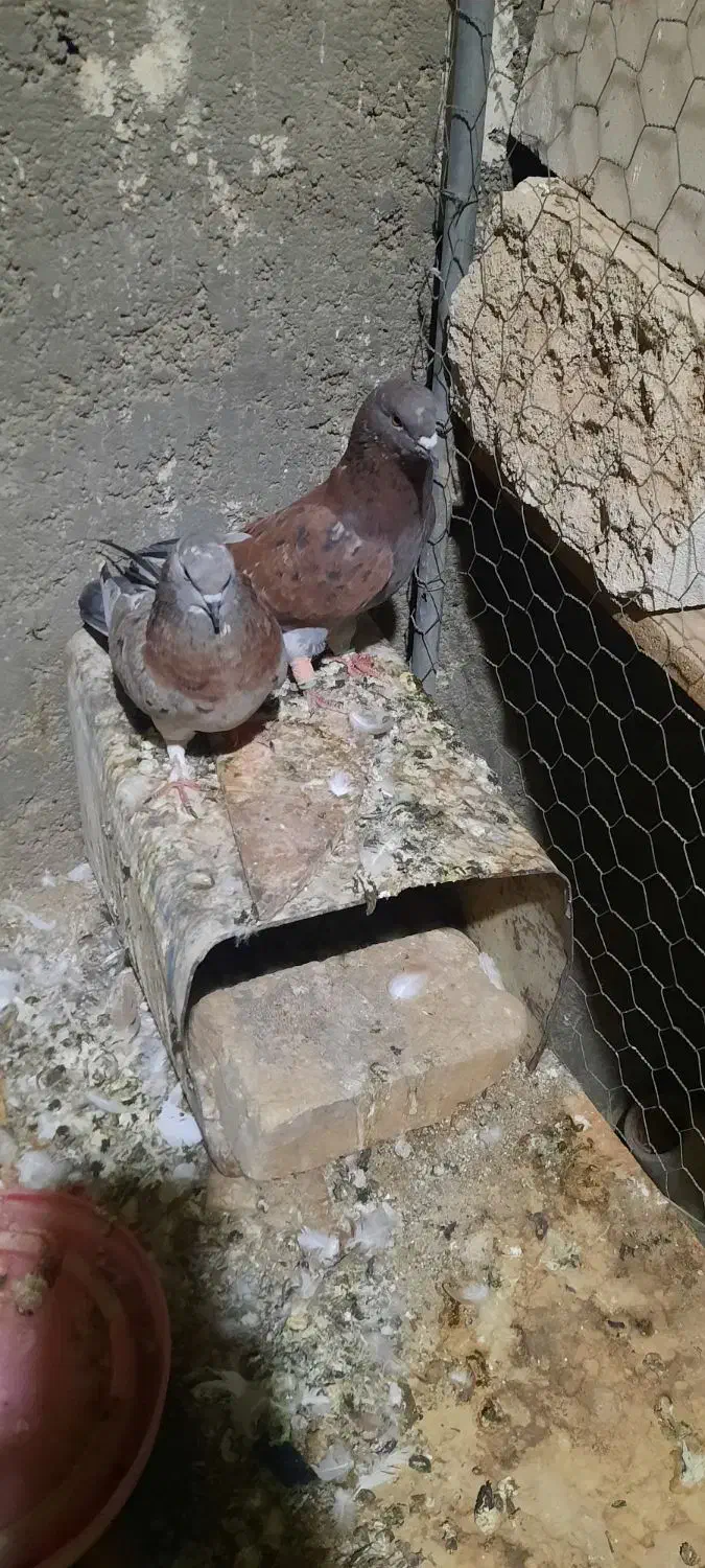 نروماده فروشی قیمتها فرق دارن|پرنده|اردکان, |دیوار