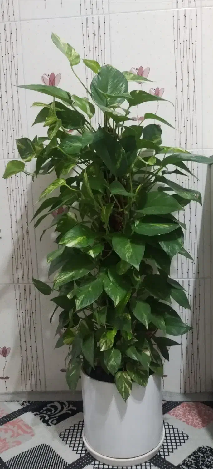 گل پتوس بزرگ|گل و گیاه طبیعی|فارسان, |دیوار