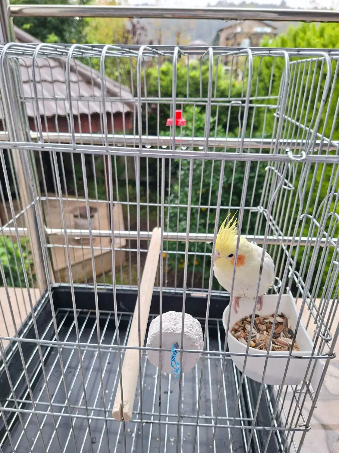 فروش عروس هلندی|پرنده|نوشهر, |دیوار