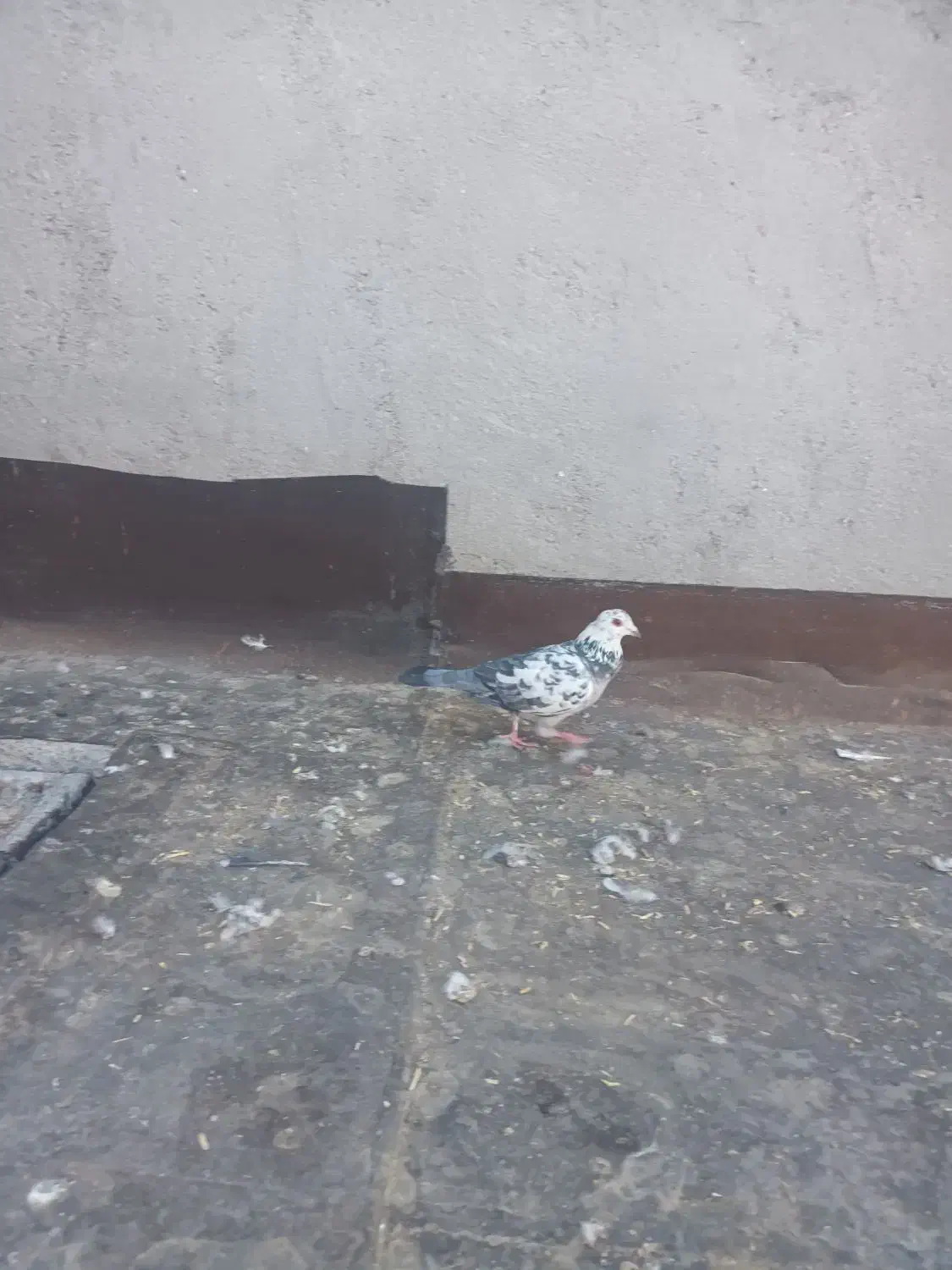 سوسکی پر کش فروشی|پرنده|تربتحیدریه, طالقانی|دیوار