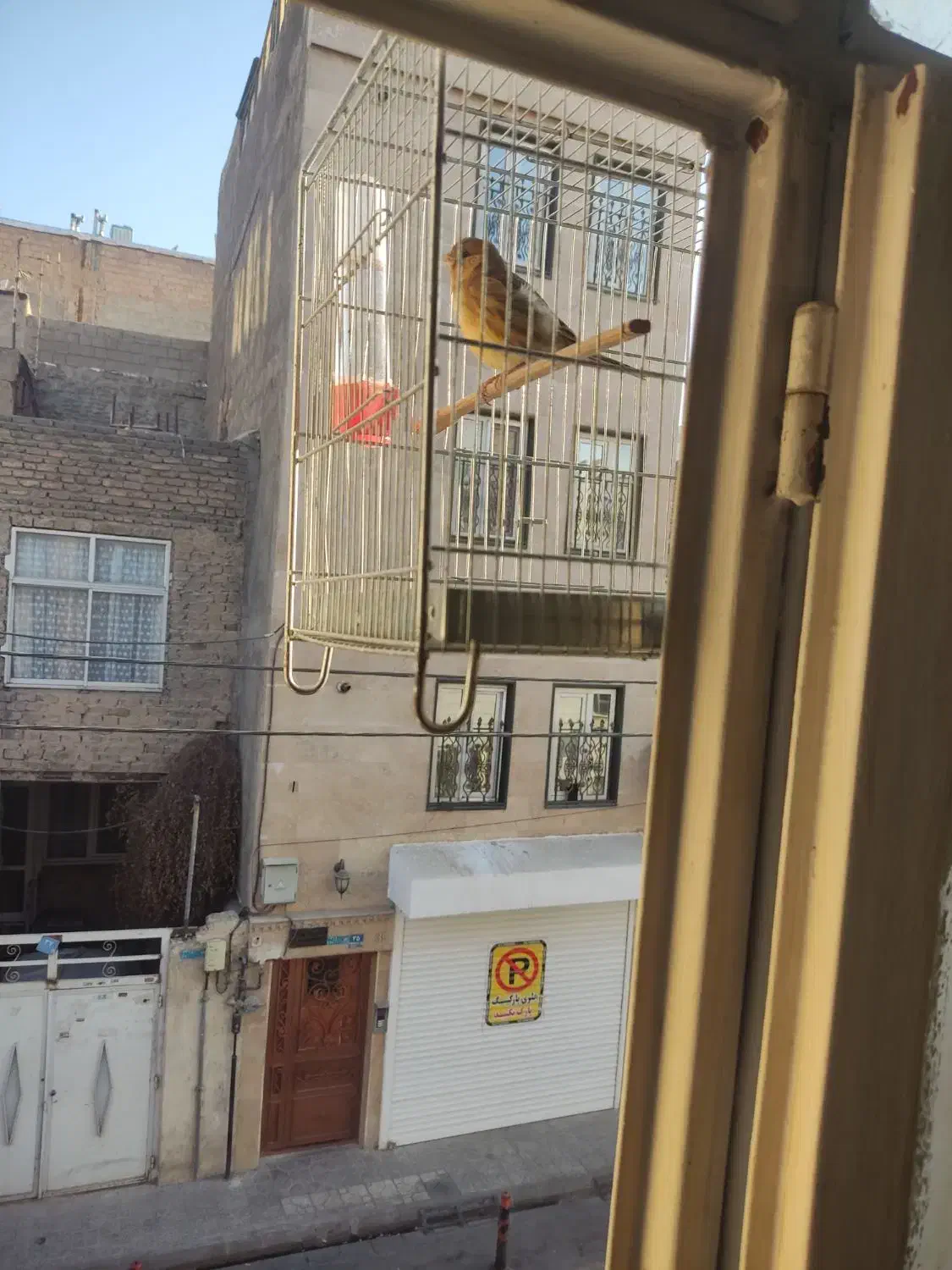 جوجه سهره قناری نر|پرنده|تهران, شمیراننو|دیوار