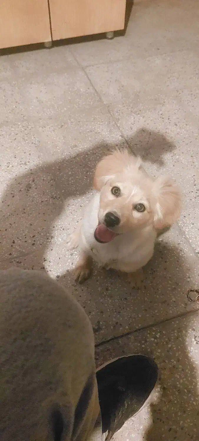 سگ اشپیتز|سگ|گرمسار, |دیوار