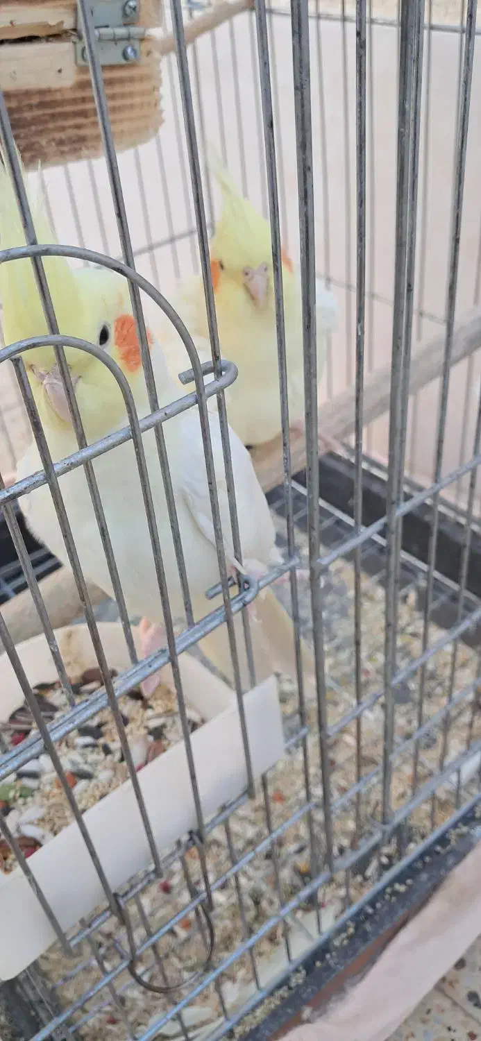 عرویهلندیمولد|پرنده|سرپل ذهاب, |دیوار