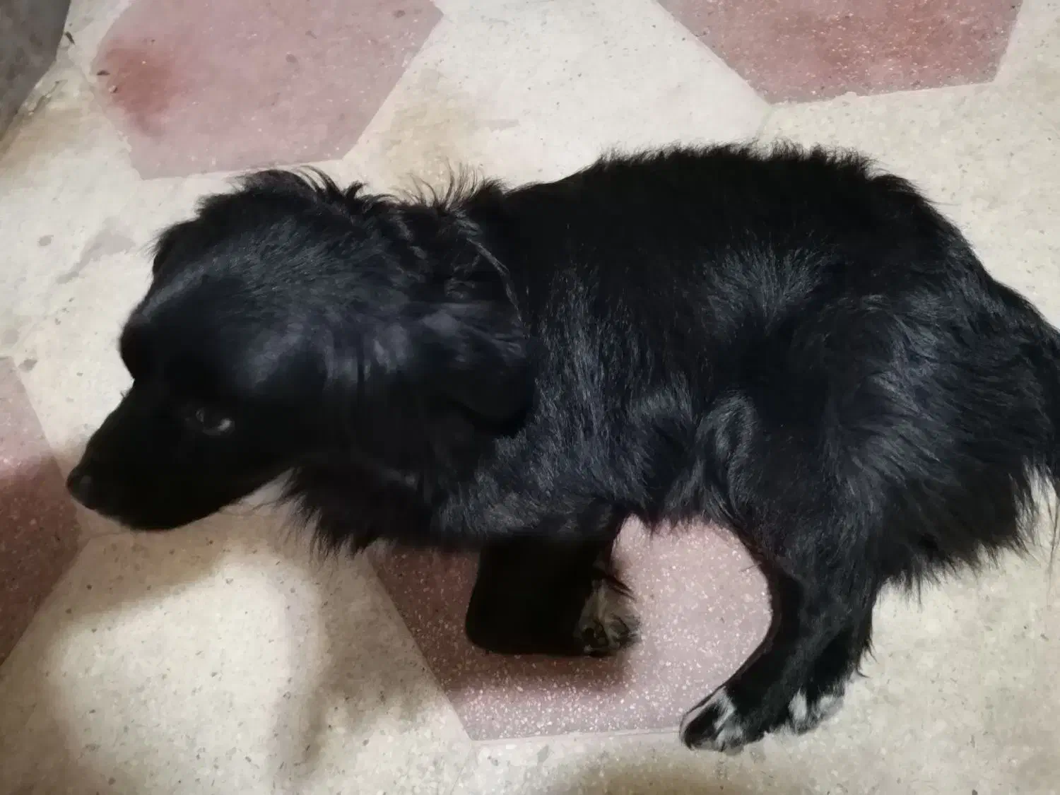 سگ پیدا شده|حیوانات|شیراز, نصر|دیوار