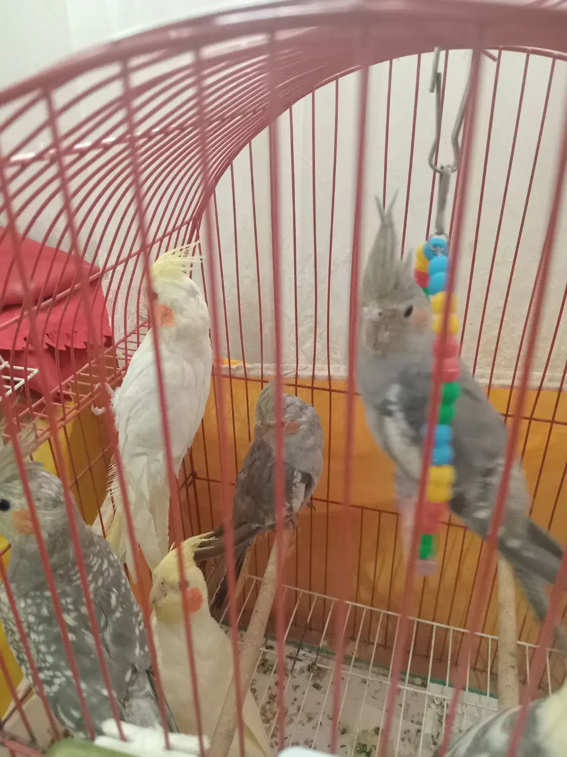 3.عدد عروس هلندی|پرنده|لاهیجان, بازکیاگوراب|دیوار