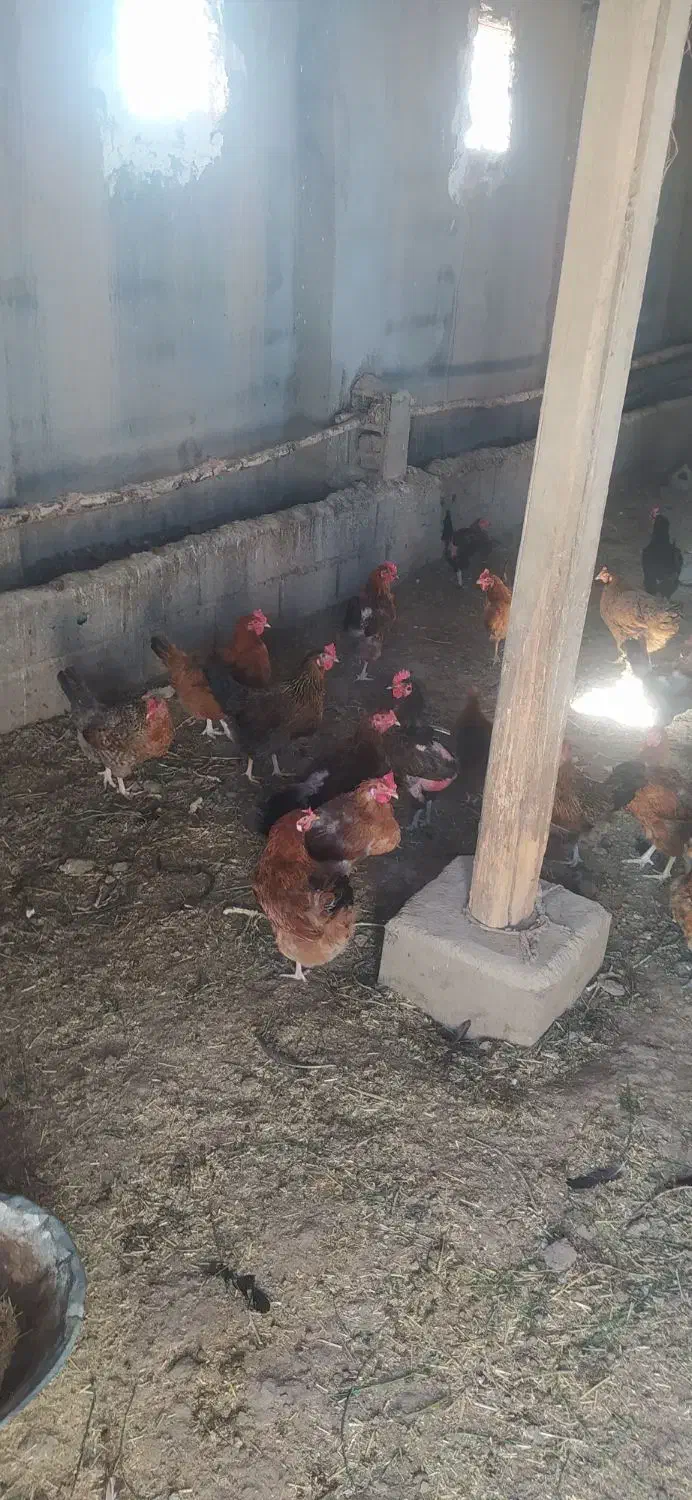 مرغ تخم گذار محلی|حیوانات مزرعه|عجب شیر, |دیوار