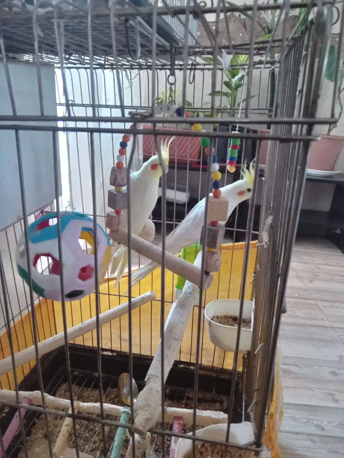 عروس هلندی لوتینو رام و دستی|پرنده|گرمی, |دیوار