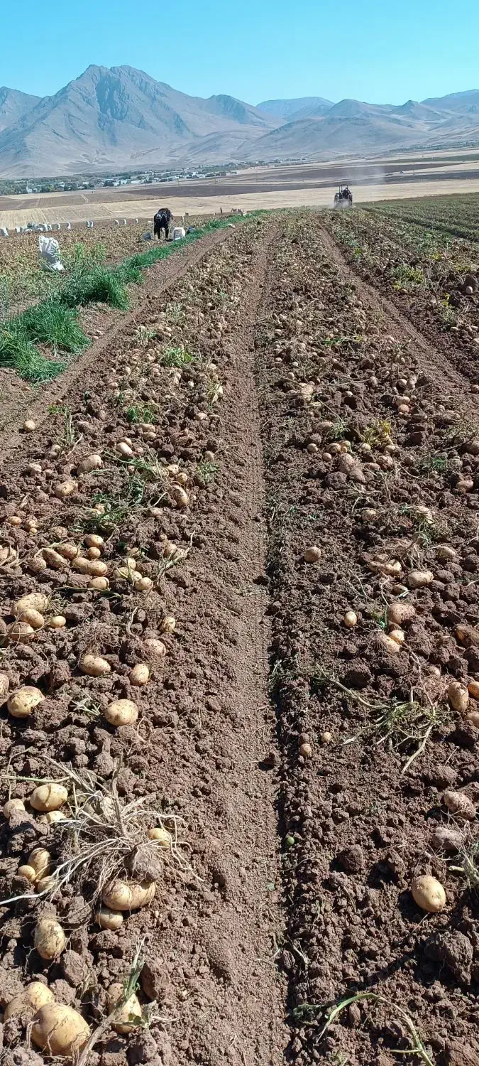 سیب نوراباد در جه یک جیلی سالم بدون یه چیچک|حراج|نهاوند, |دیوار