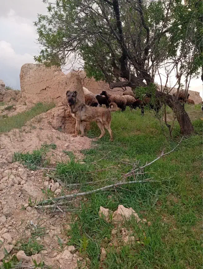 سگ سرابی عراقی پژدر|سگ|باغستان, |دیوار