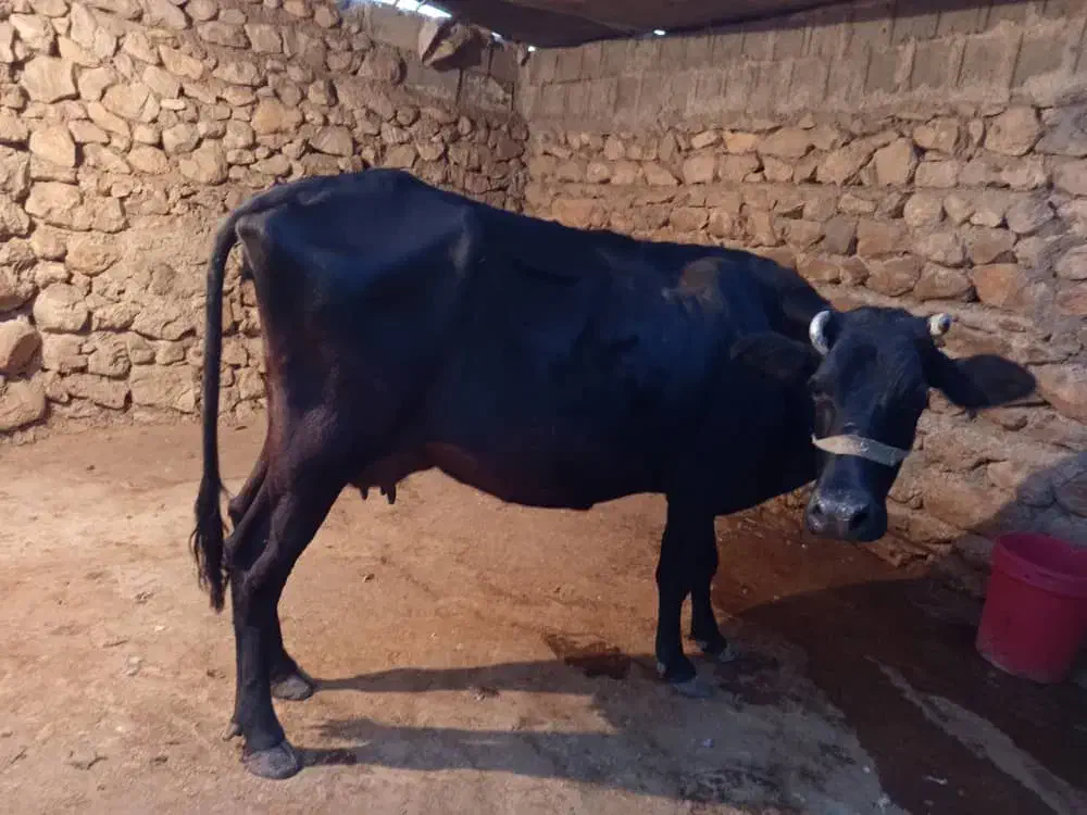 گاو آبستن|حیوانات مزرعه|چرام, |دیوار