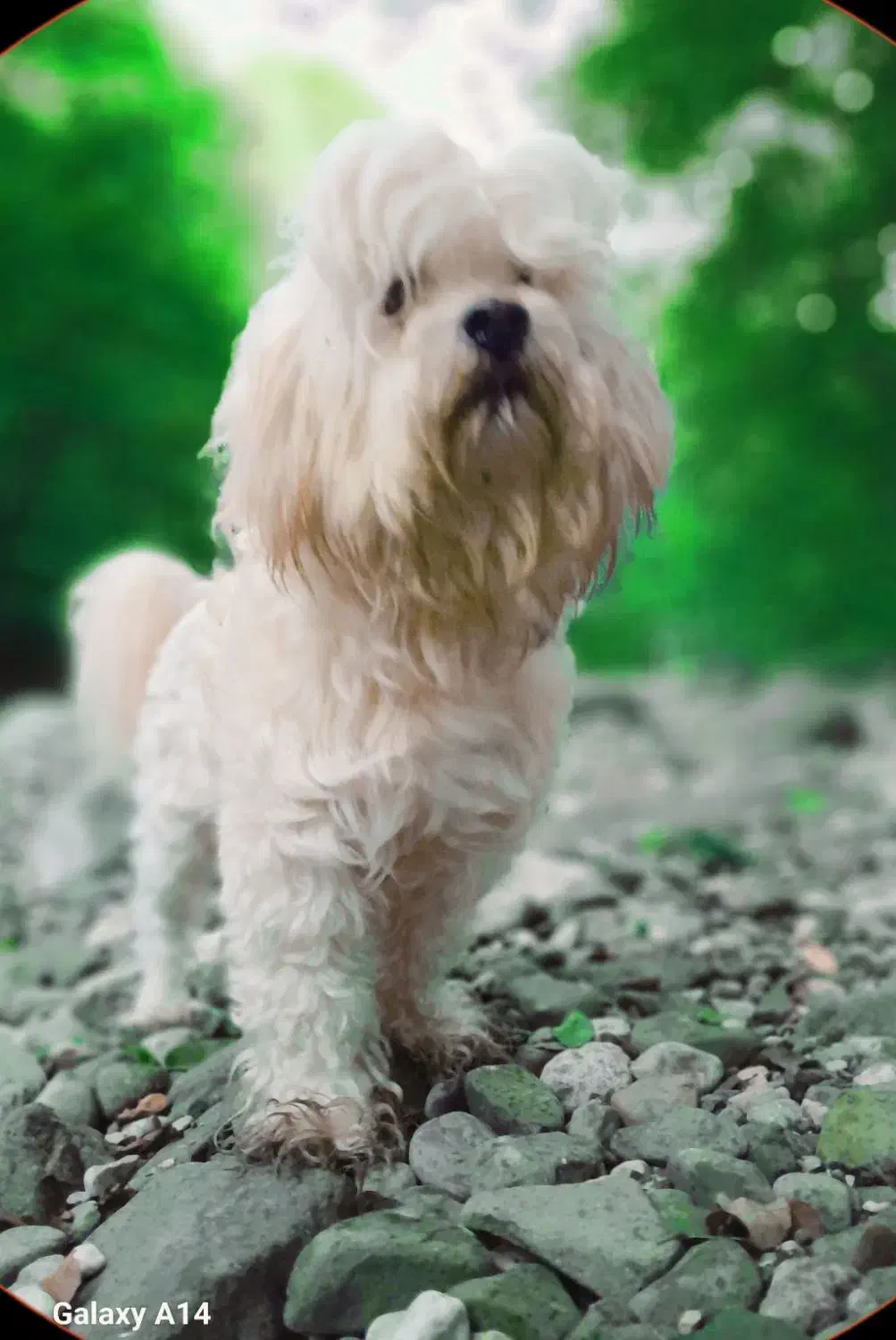 تی تی گمشده|حیوانات|گوراب زرمیخ, |دیوار