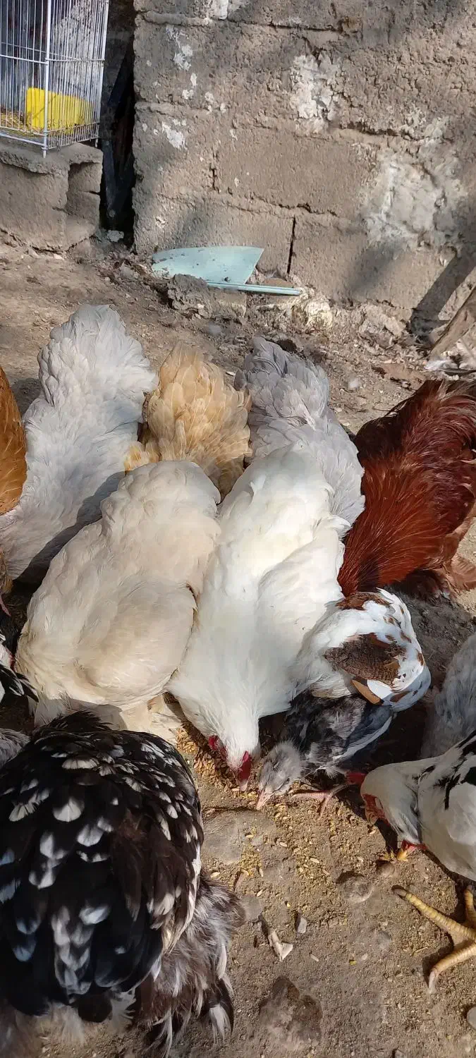 مرغ وخروس کوشین|حیوانات مزرعه|فومن, |دیوار