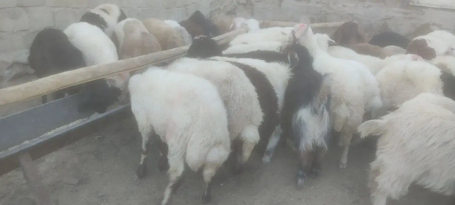 بره نر|حیوانات مزرعه|عسگران, |دیوار