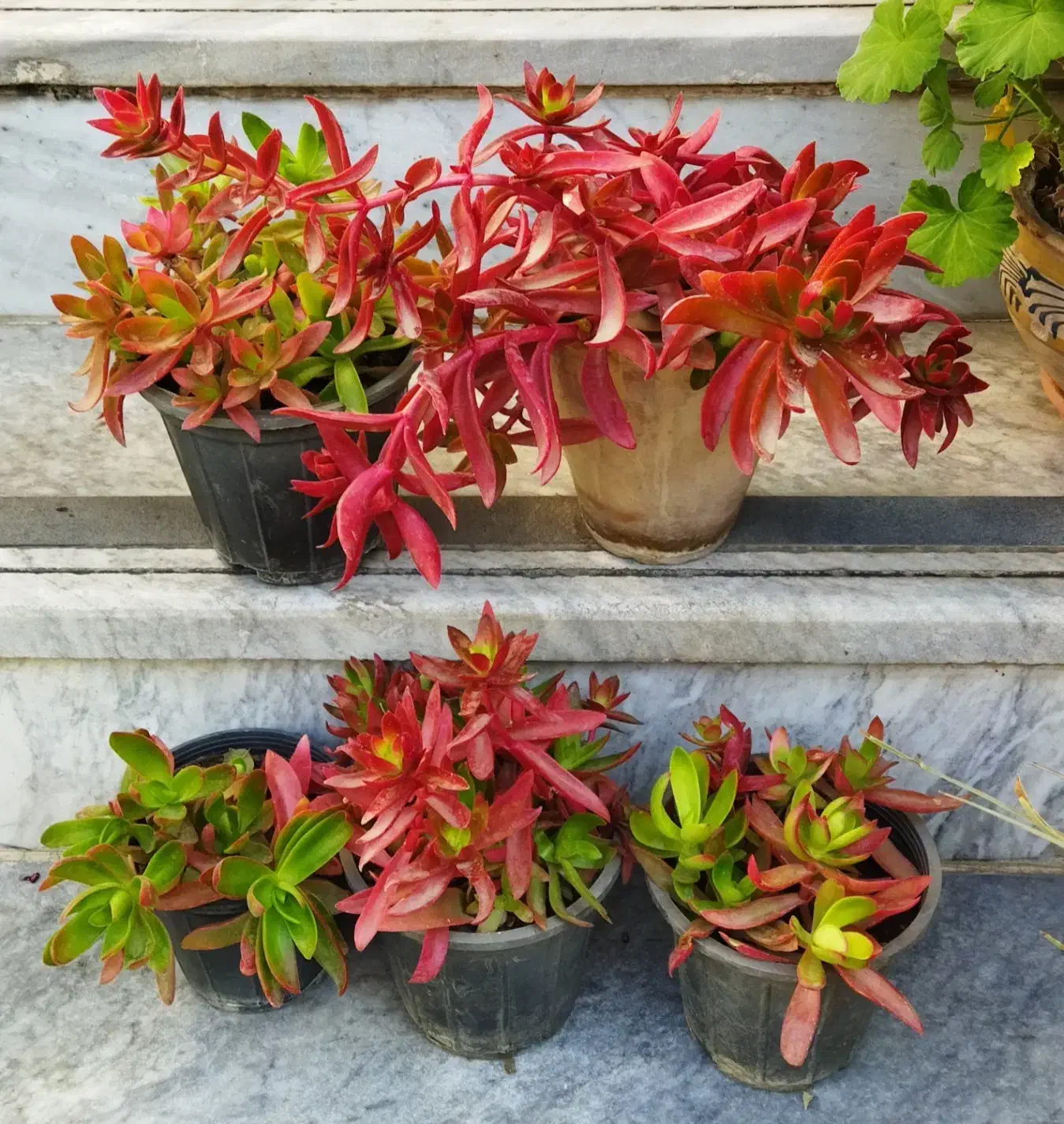 فروش ویژه یلدایی|گل و گیاه طبیعی|کرج, شهرک بهداری|دیوار