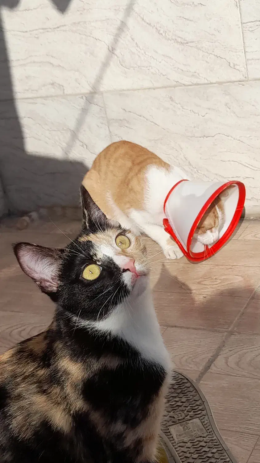 واگذاری گربه|گربه|رشت, خرسندی|دیوار