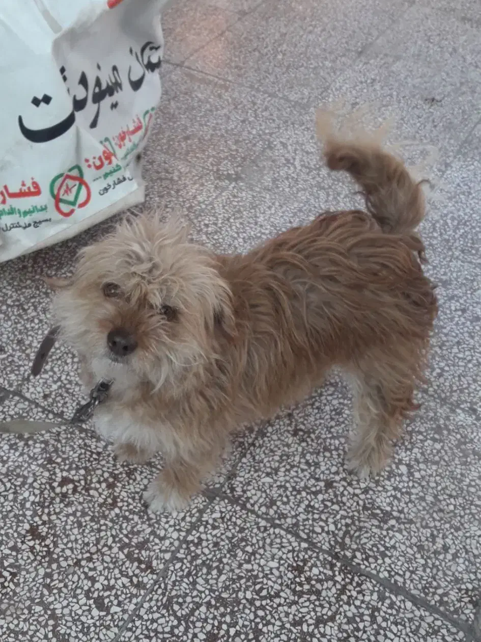 سگ پاکوتاه|سگ|آزادشهر, |دیوار