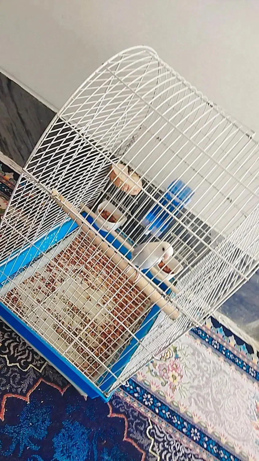 برزیلی نر|پرنده|شیراز, کاراندیش|دیوار