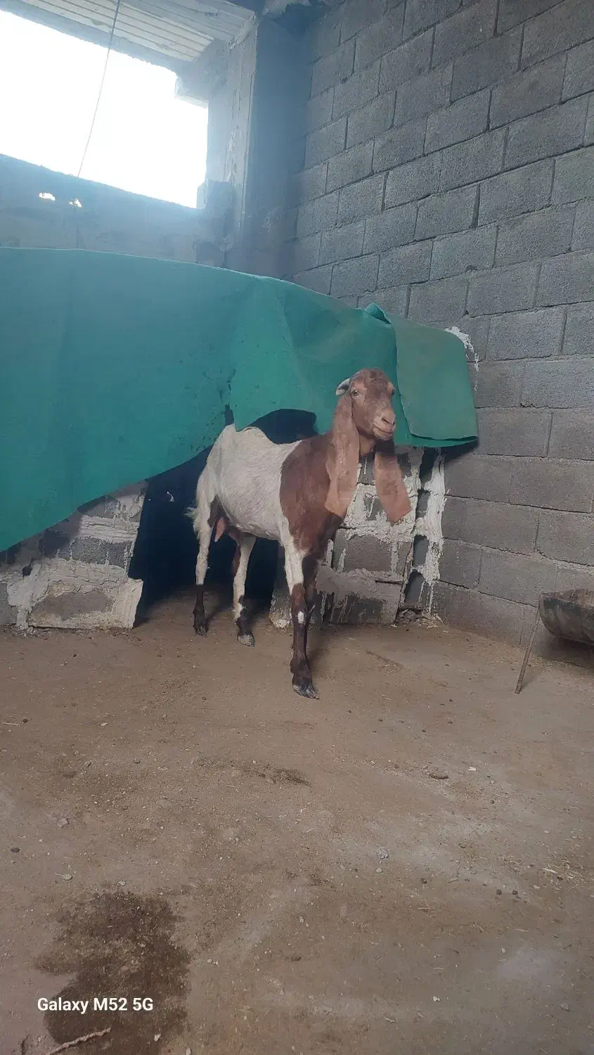 بز پاکستانی|حیوانات مزرعه|بندر کنگان, |دیوار