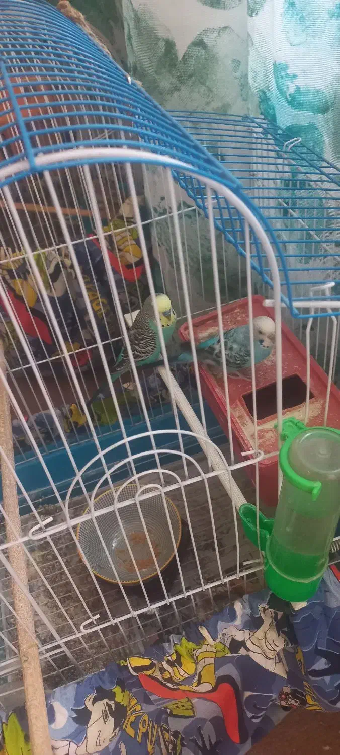 یک جفت مرغ عشق|پرنده|قم, قلعه یزدیها|دیوار