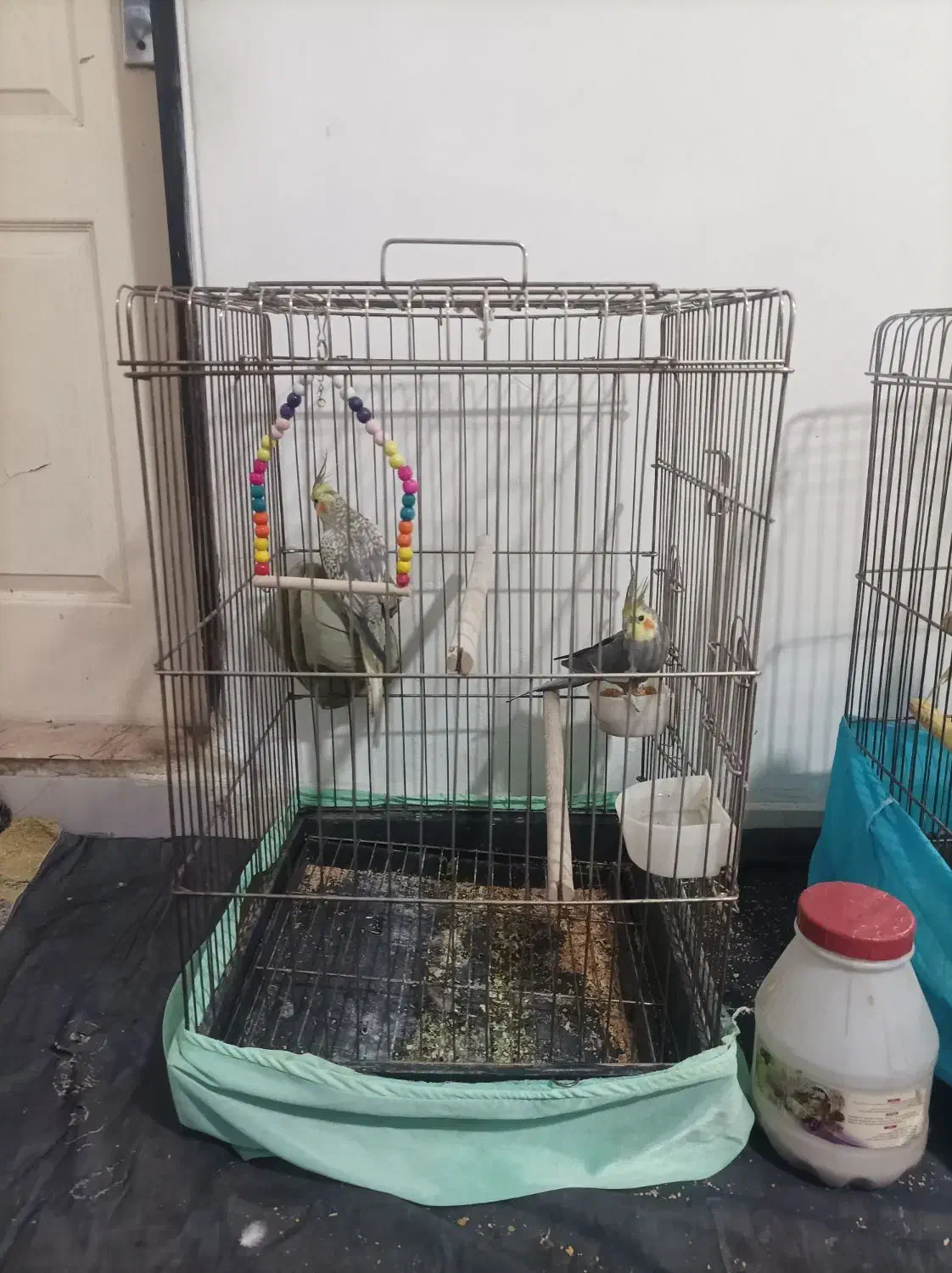 دوجفت عروس هلندی|پرنده|تهران, دولتخواه شمالی|دیوار