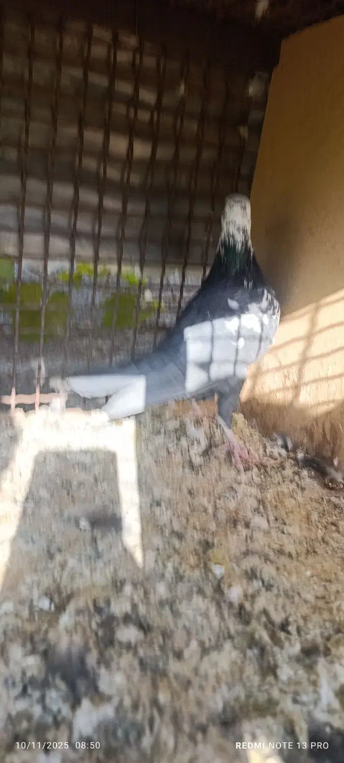 زاغ بوره نر ب شرط|پرنده|شوشتر, |دیوار