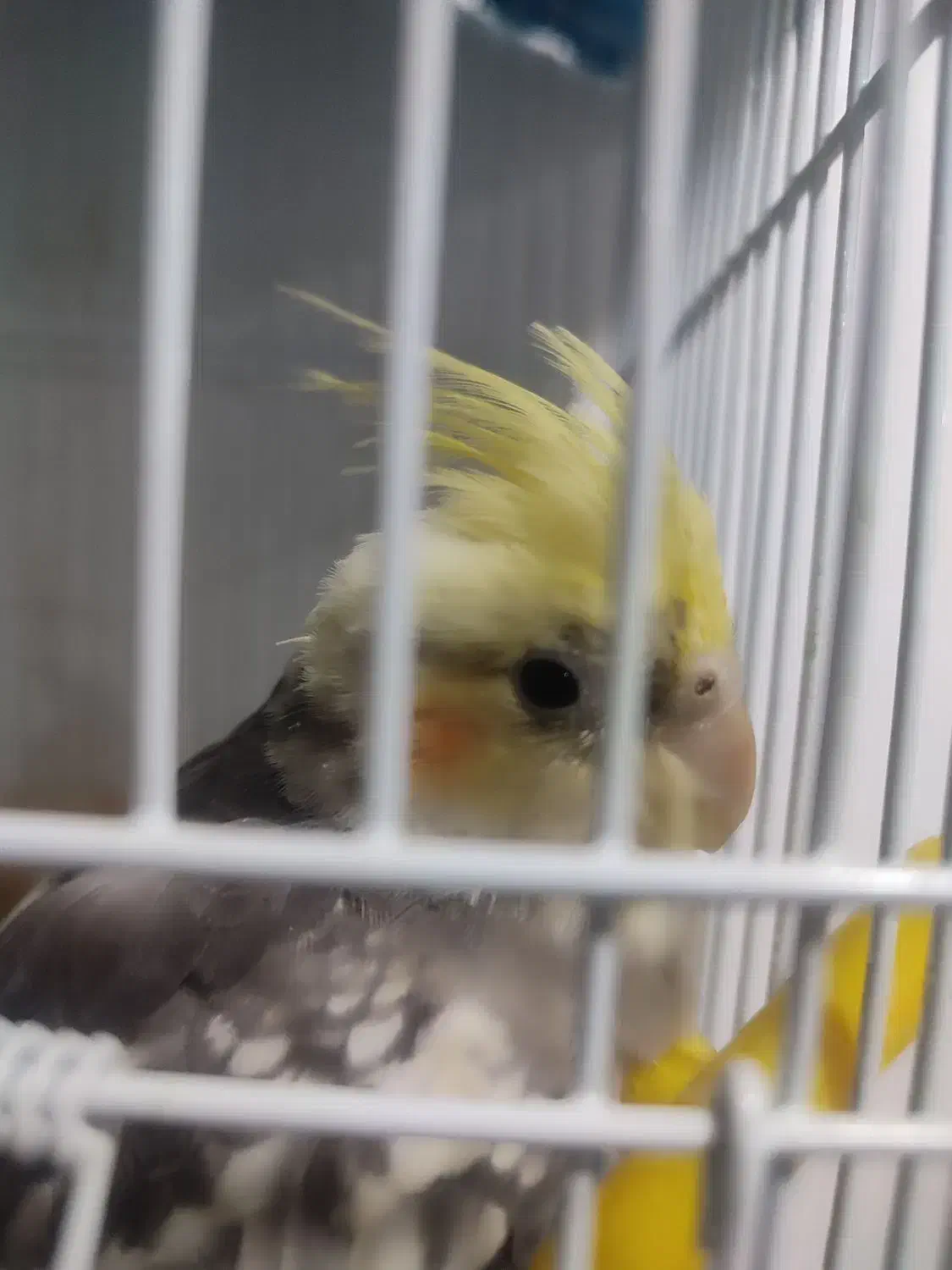 عروس هلندی|پرنده|کهک, |دیوار