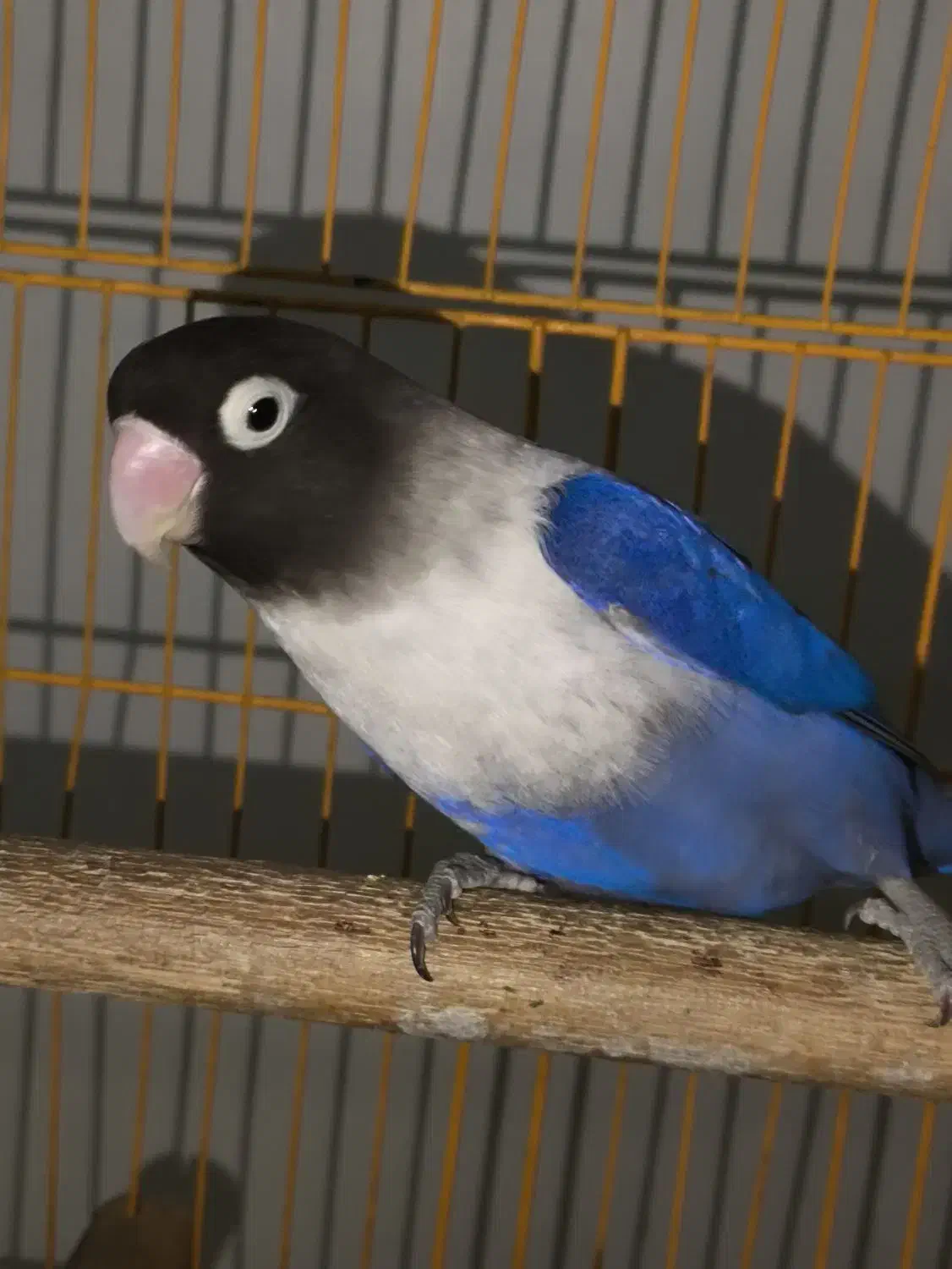 برزیلی ماده کاربنی وارداتی|پرنده|اردبیل, |دیوار