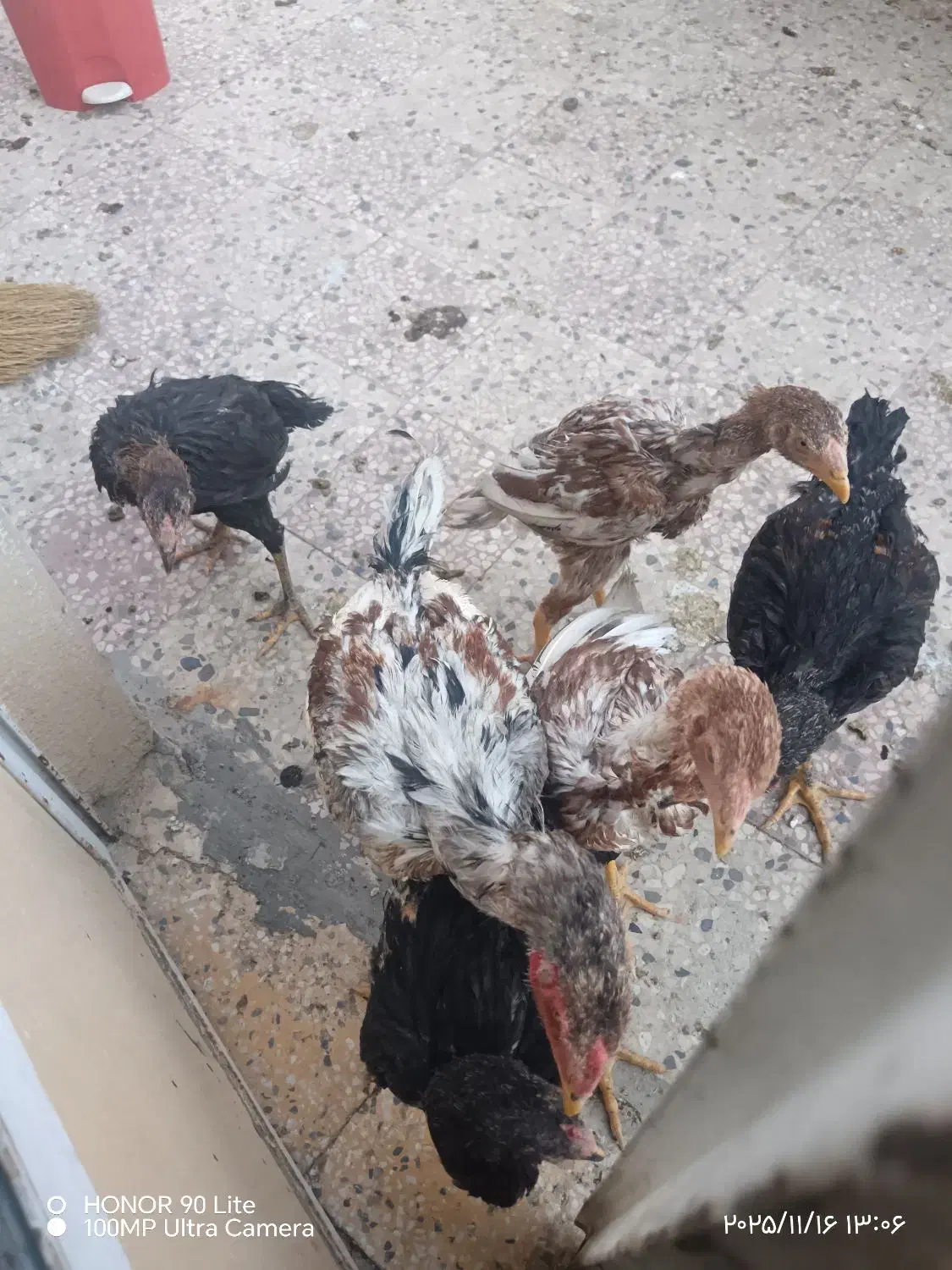 خروس لاری|حیوانات مزرعه|شیراز, سعدیه شمالی|دیوار