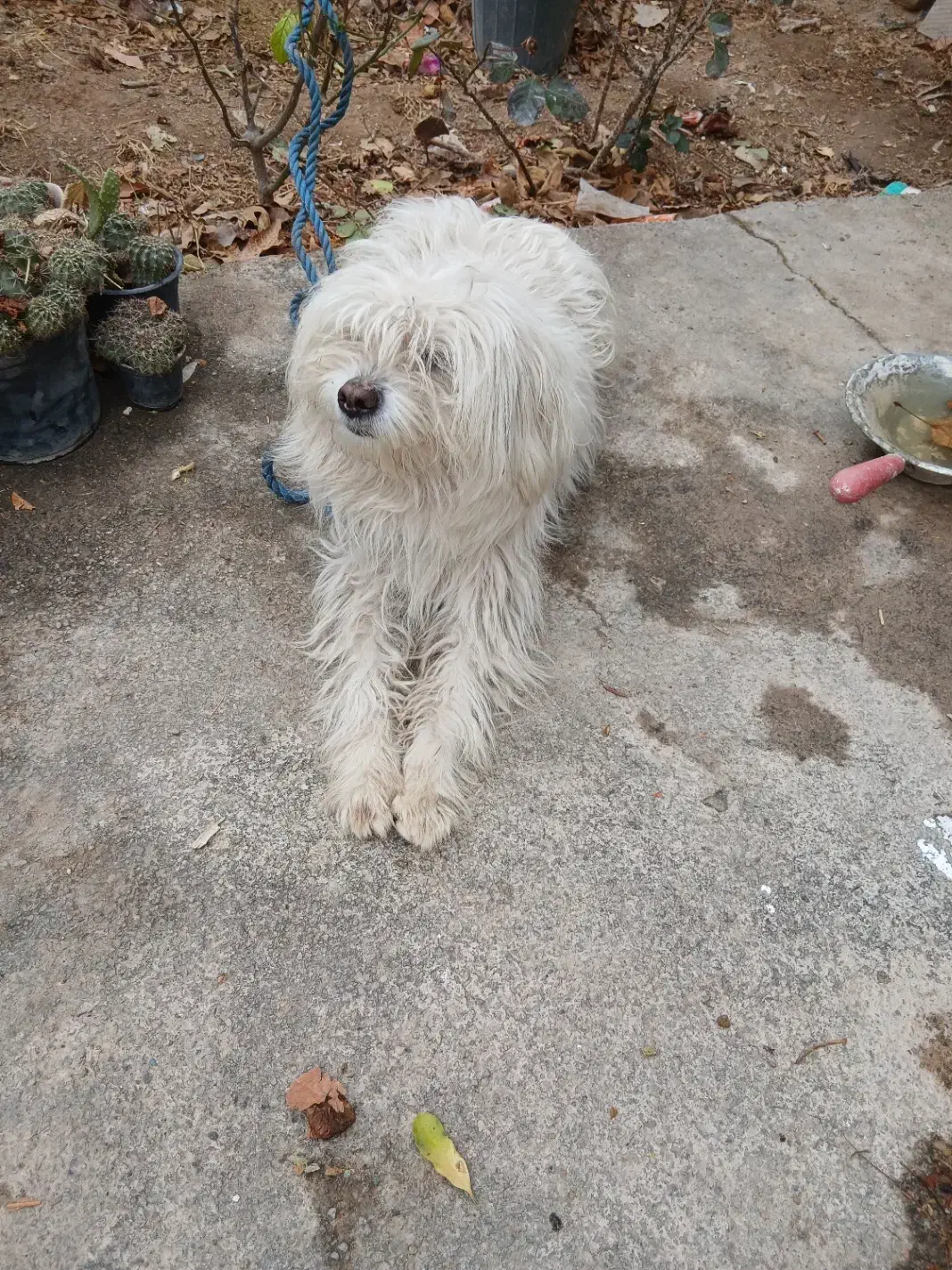 سگ شیتزو|سگ|پاکدشت, پاکدشت (مامازند)|دیوار