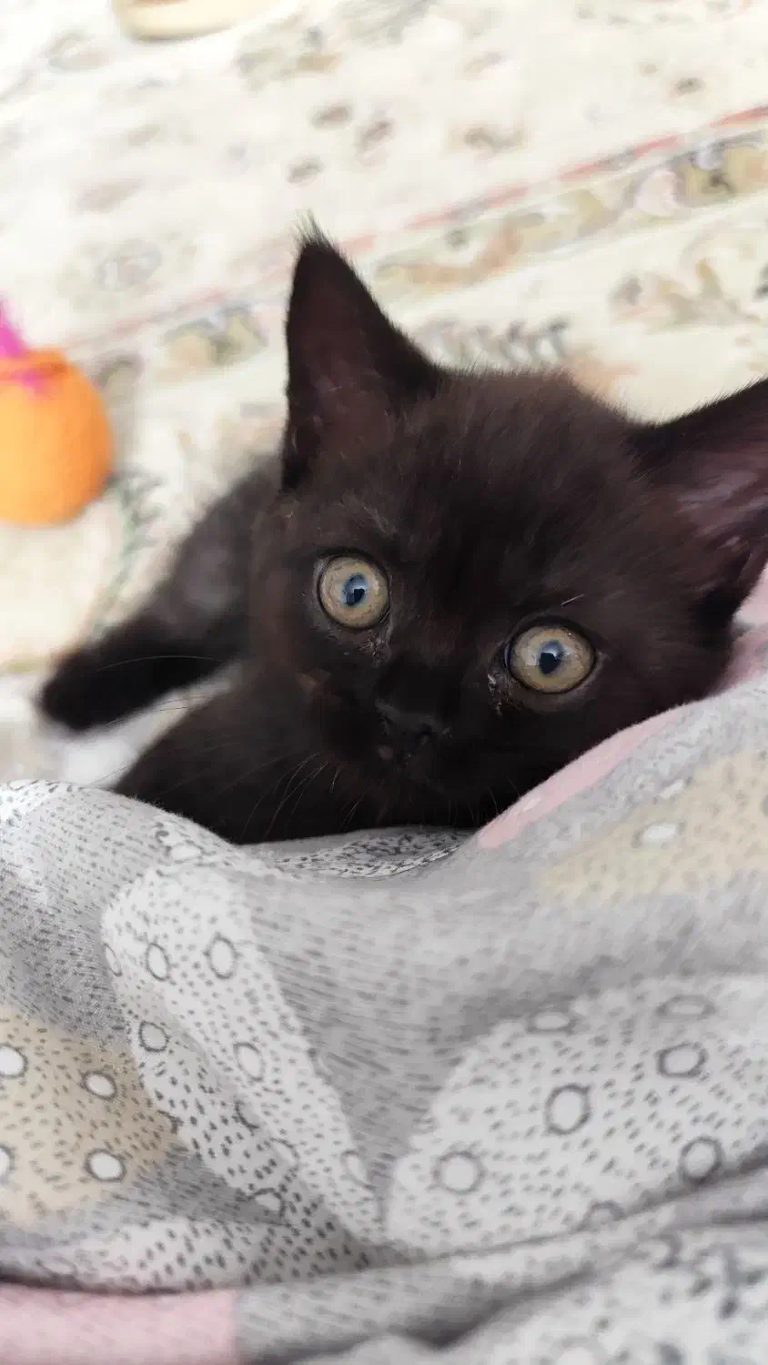 بچه گربه بریتیش|گربه|اندیشه, اندیشه فاز ۱|دیوار