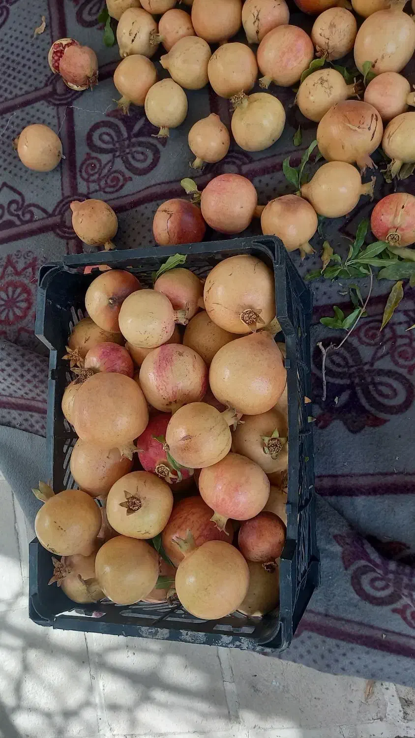 انار میخوش|خوردنی و آشامیدنی|حمیدیا, |دیوار