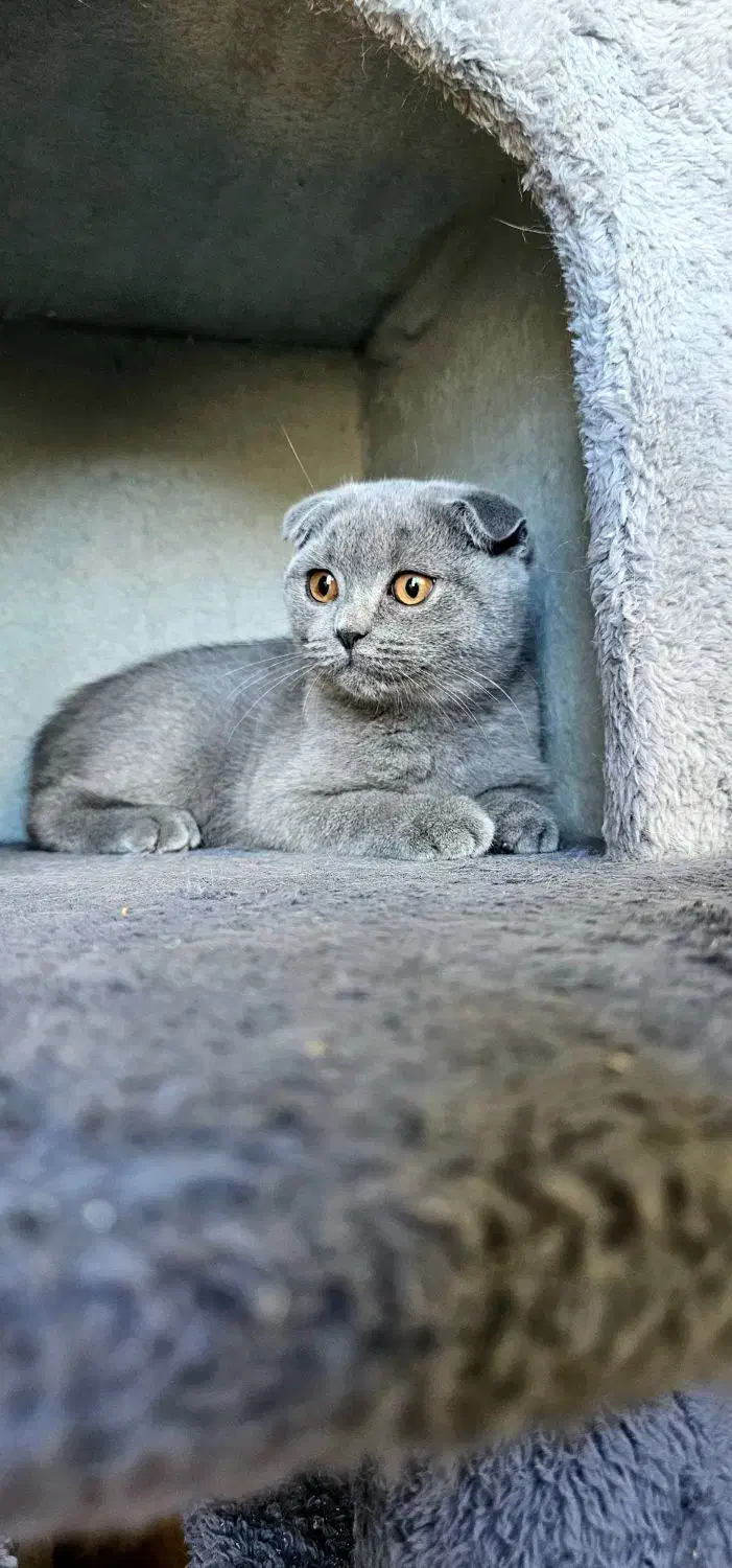 گربه|گربه|بجنورد, |دیوار