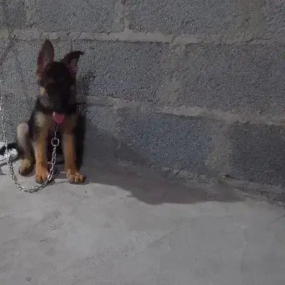 ژرمن ماده|سگ|خشکبیجار, |دیوار