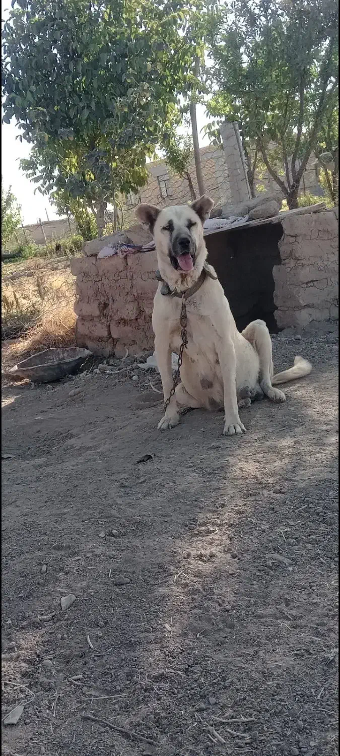 واگذاری ماده سرابی نگهبان|سگ|کرمانشاه, |دیوار