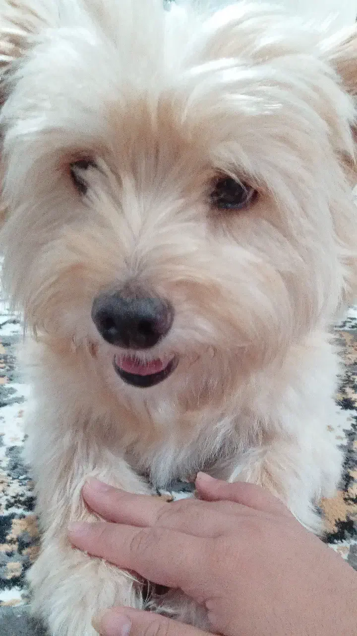 سگ ماده مهربون آپارتمانی|سگ|ورامین, ورامین|دیوار