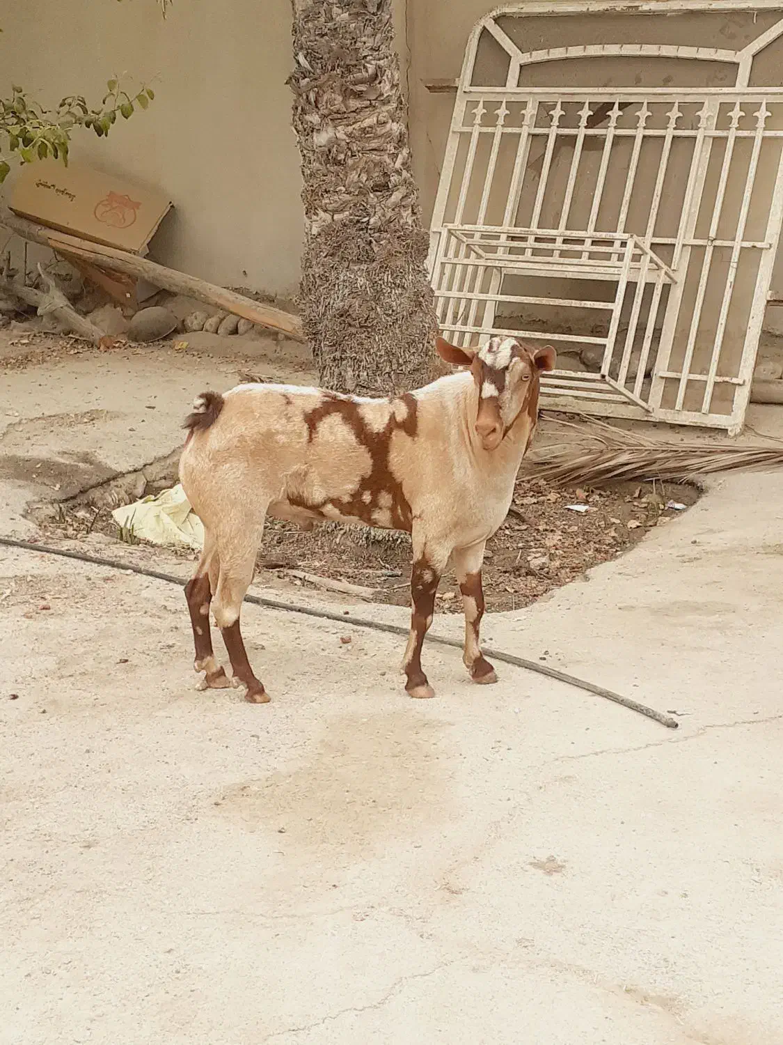 نری خطی اصل جنس|حیوانات مزرعه|بندرعباس, |دیوار