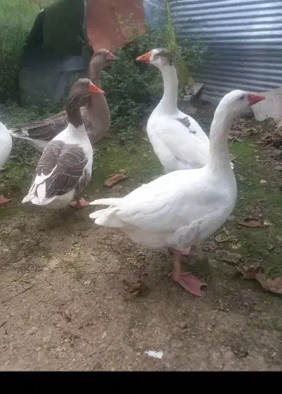 غاز پروازی نر فقط یکی مونده|حیوانات مزرعه|رضوانشهر, |دیوار