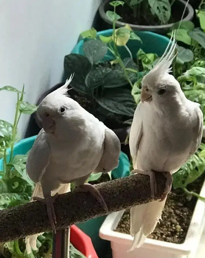 عروس هلندی آلبینو جفت جوان مولد نر ماده|پرنده|قم, چهار مردان|دیوار