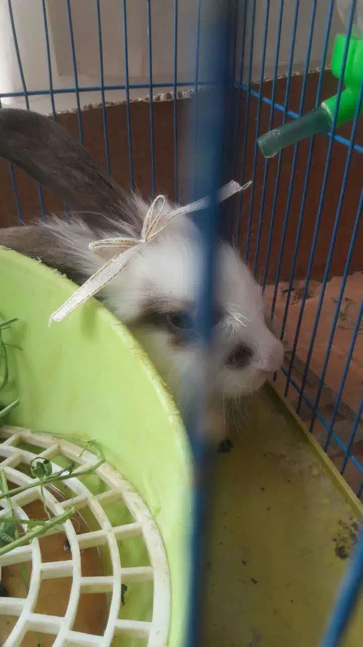 خرگوش گمشده|حیوانات|دورود, |دیوار