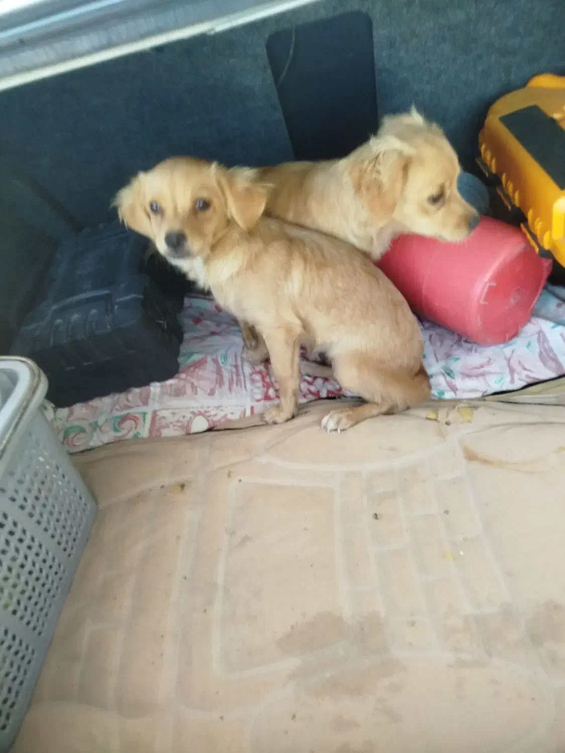 حیوان|سگ|اهواز, سپیدار|دیوار