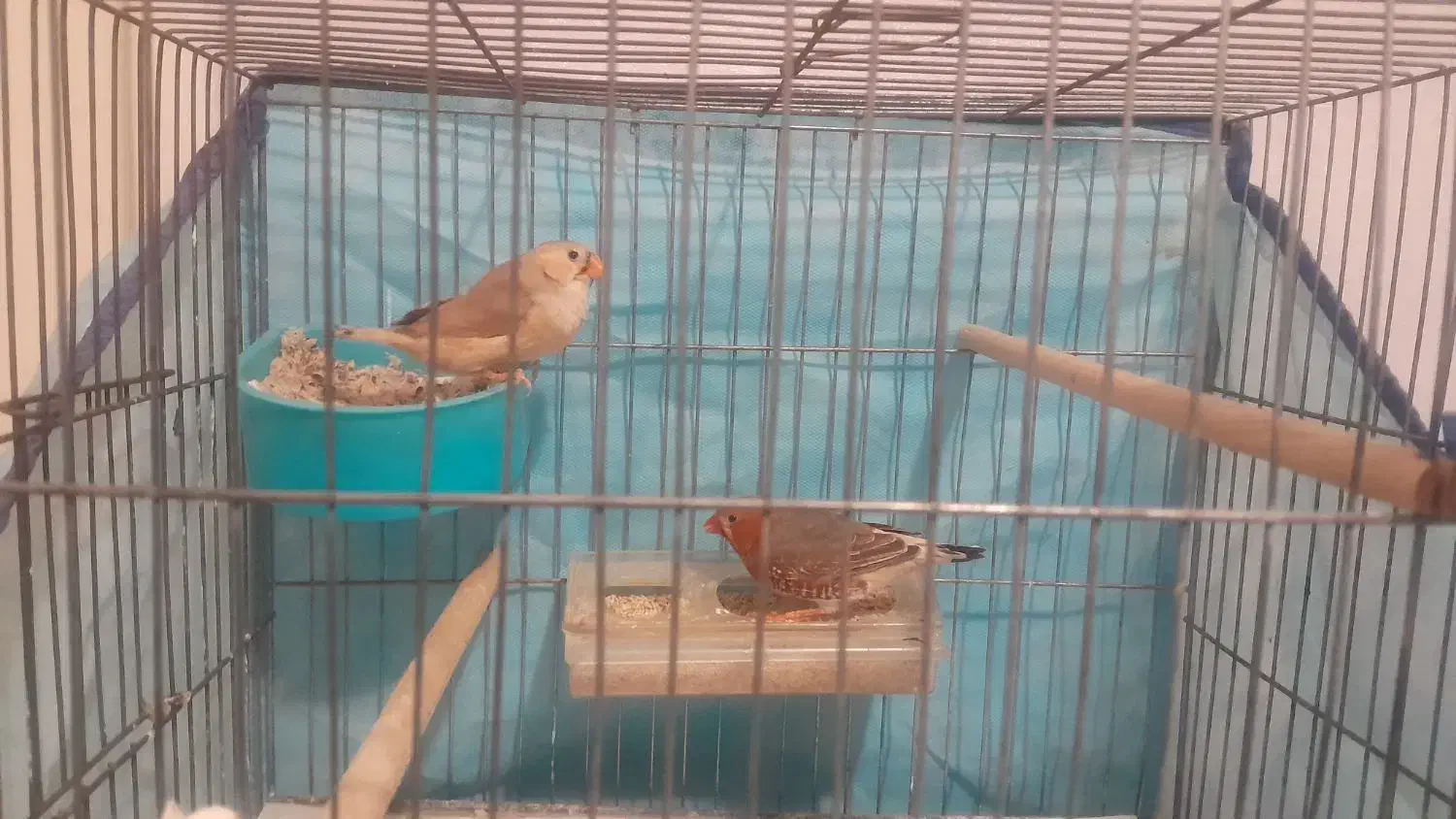 یک جفت فنج کینگ اورنج|پرنده|قزوین, |دیوار